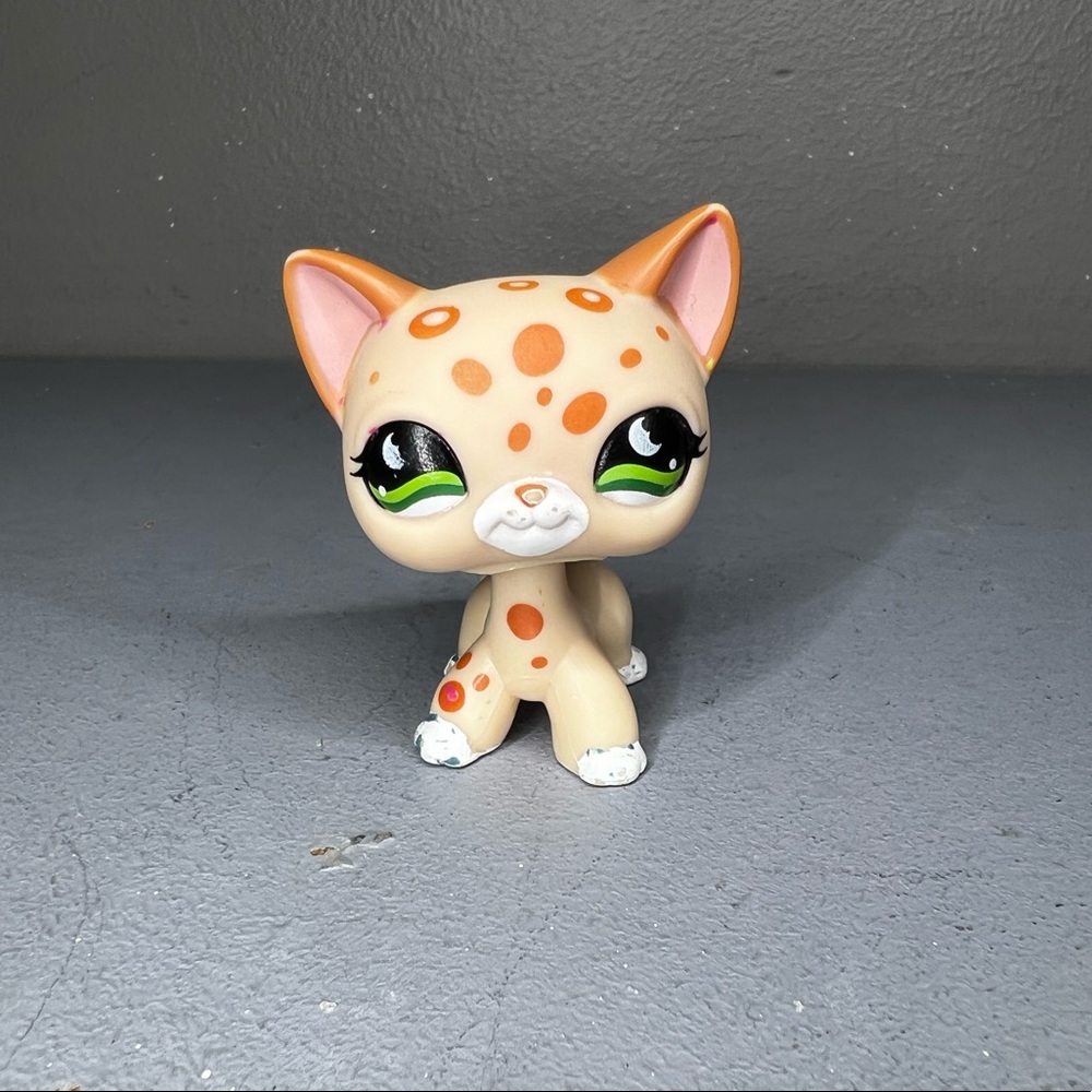 lps shorthair cat